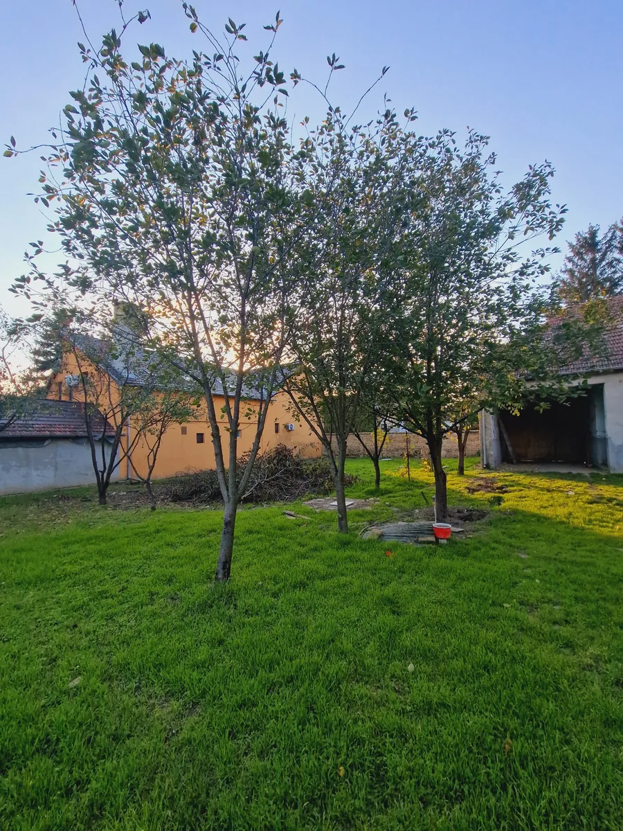 Large green yard - ICONIC Real Estate